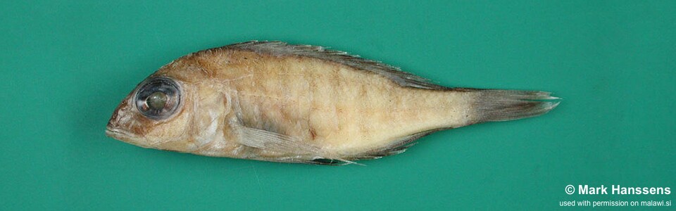 Placidochromis rotundifrons 'Msaka'