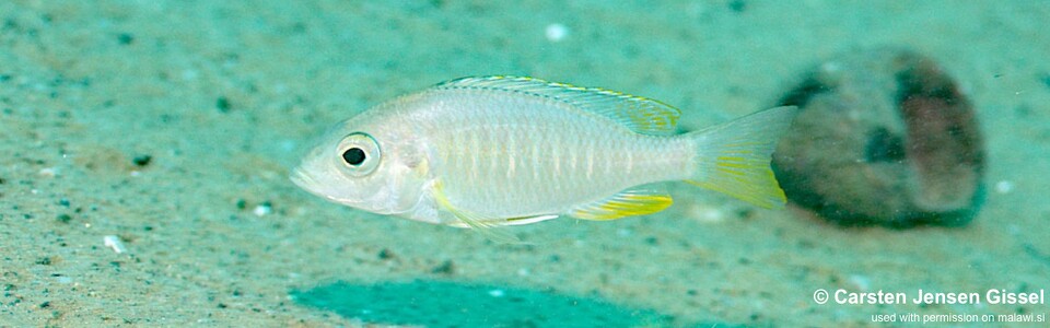 Placidochromis sp. 'blue otter' Mitande Reef (Rocks)