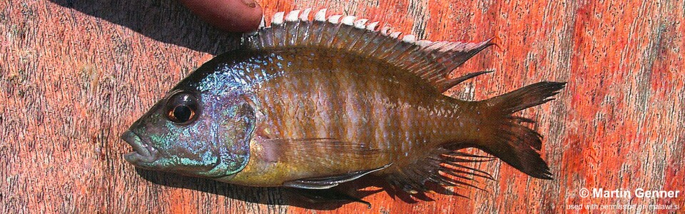 Placidochromis sp. 'blue-head piper' Chembe