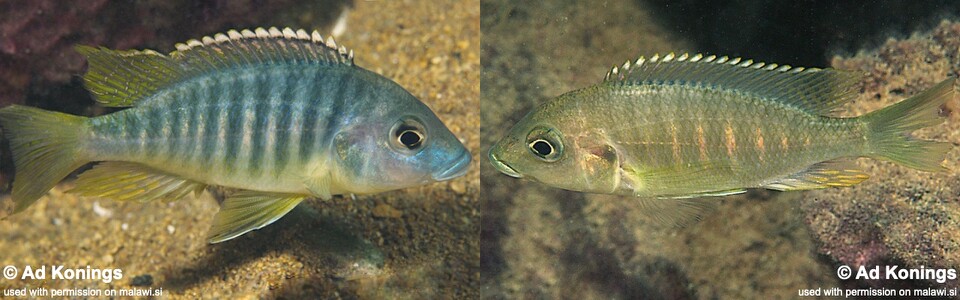 Placidochromis sp. 'chinyankwazi' Chinyankwazi Island