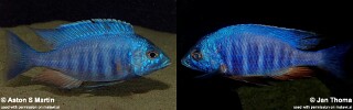Placidochromis sp. 'electra blue'