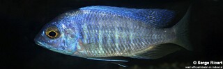 Placidochromis sp. 'electra boadzulu'