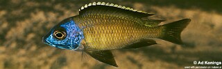Placidochromis sp. 'electra superior'