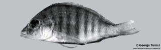 Placidochromis sp. 'hennydaviesae IV'