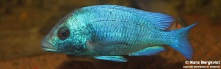 Placidochromis sp. 'phenochilus gissel'.jpg