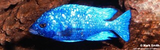 Placidochromis sp. 'phenochilus tanzania'.jpg