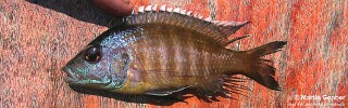 Placidochromis sp. &#39;blue-head piper&#39; Chembe Beach