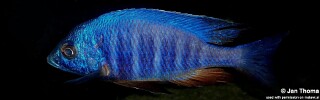 Placidochromis sp. 'electra blue' Lundo Island.jpg