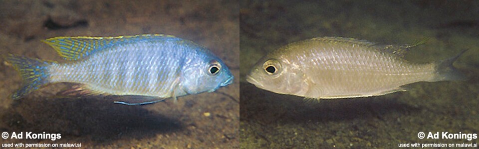 Placidochromis sp. 'electra mozambique' Lumessi