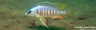 Placidochromis sp. 'electra mozambique' Chiofu.jpg