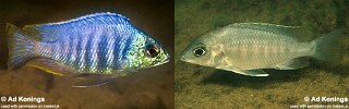 Placidochromis sp. &#39;jalo&#39; Jalo Reef