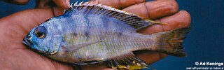 Placidochromis sp. &#39;longimanus mumbo&#39; Mumbo Island