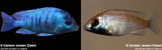 Placidochromis sp. 'phenochilus gissel' Chiofu.jpg