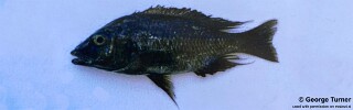 Placidochromis sp. &#39;phenochilus metangula&#39; Metangula
