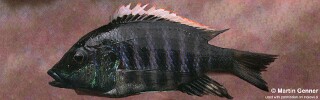 Placidochromis sp. &#39;white-orange dorsal&#39; Nkhata Bay