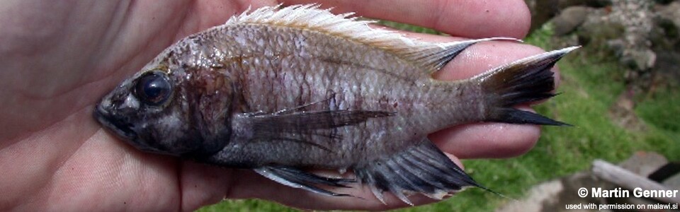 Placidochromis vulgaris 'Nkhata Bay'