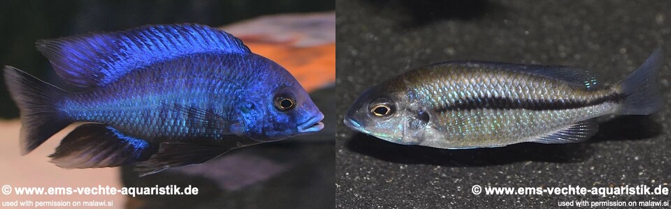 Protomelas annectens 'Chizumulu Island'