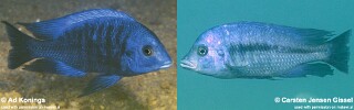 Protomelas annectens