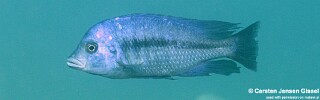 Protomelas annectens 'Malopa'.jpg