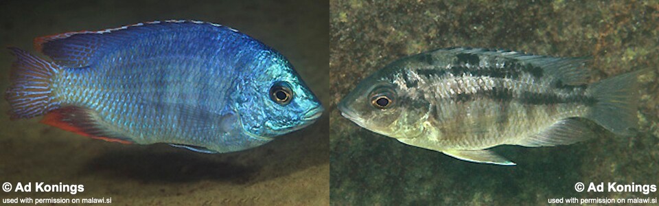 Protomelas dejunctus 'Chinyamwezi Island'