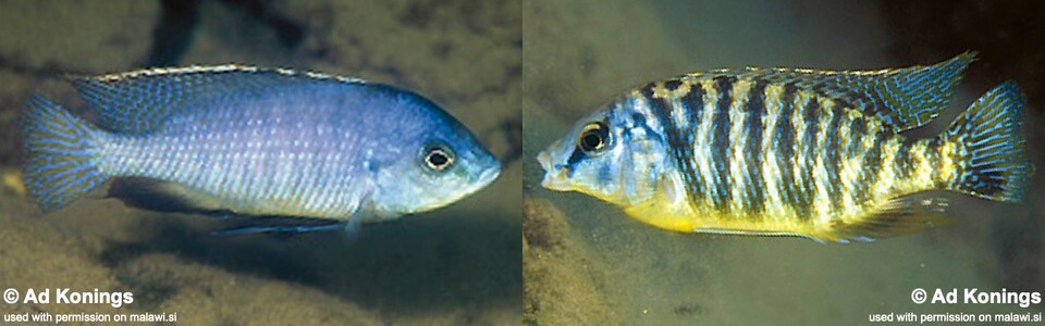Protomelas fenestratus 'Gome'