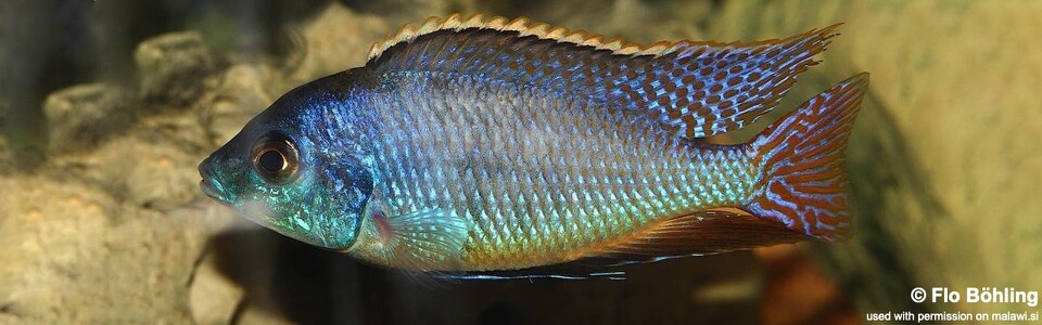 Protomelas fenestratus 'Namalenje Island'
