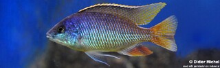 Protomelas fenestratus 'Border'.jpg