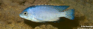 Protomelas fenestratus 'Ntekete'.jpg