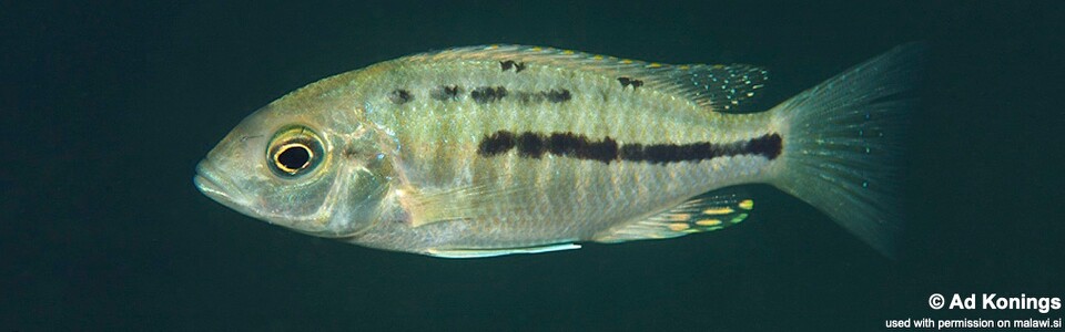 Protomelas insignis 'Otter Island'