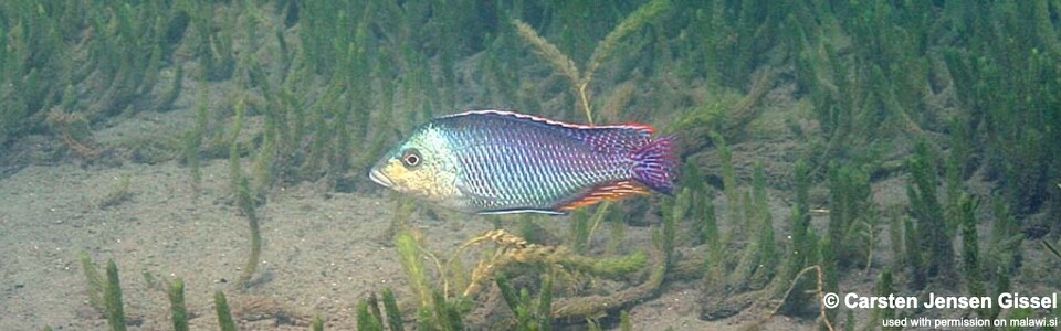 Protomelas kirkii 'Chiofu Bay'