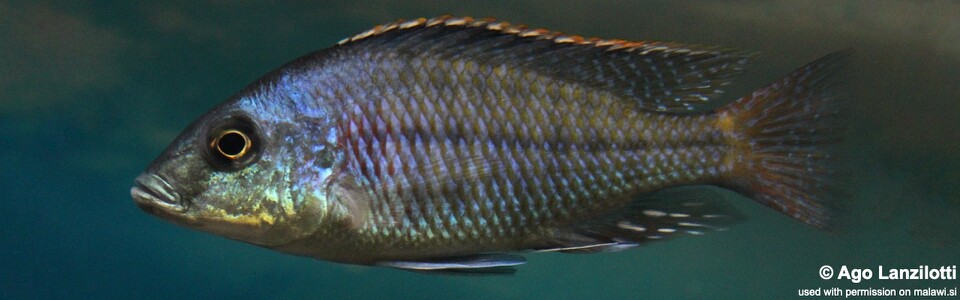 Protomelas kirkii (unknown locality)