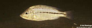 Protomelas kirkii 'Chembe Beach'.jpg