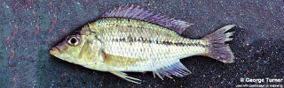 Protomelas kirkii 'South East Arm'.jpg