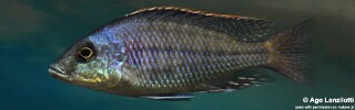 Protomelas kirkii.jpg