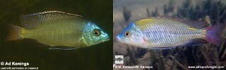 Protomelas labridens