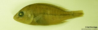 Protomelas macrodon.jpg