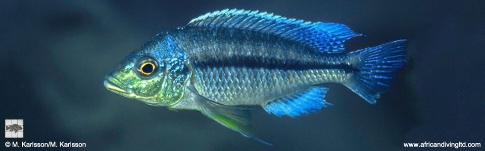 Protomelas cf. marginatus 'Sambia Reef'<br><font color=gray>Protomelas vuae 'Sambia Reef'</font> 