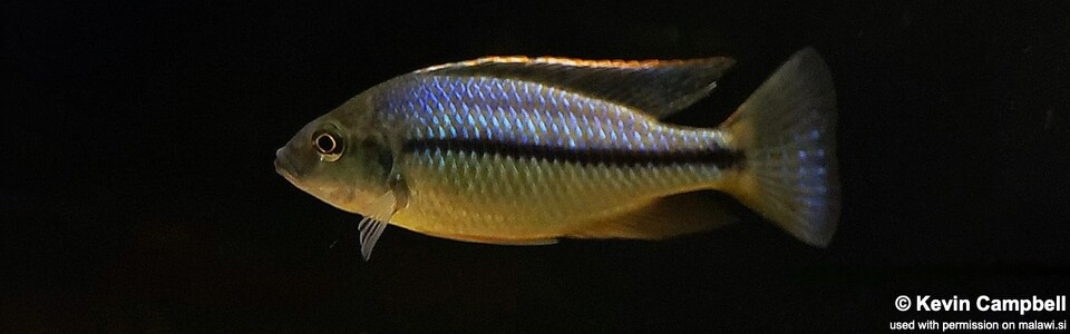 Protomelas marginatus (unknown locality)