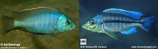 Protomelas marginatus