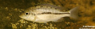 Protomelas marginatus! 'Tanzania'.jpg