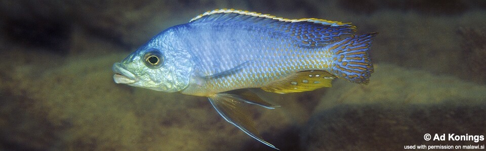Protomelas ornatus 'Chewere'