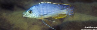 Protomelas ornatus 'Chewere'.jpg