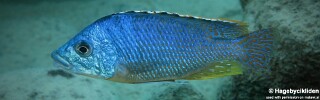 Protomelas ornatus 'Katale Island'.jpg