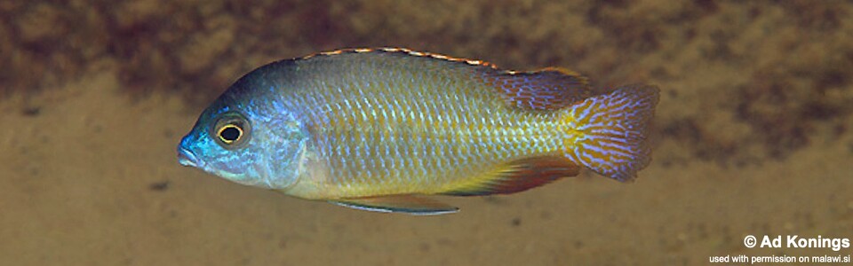 Protomelas pleurotaenia 'Otter Point'