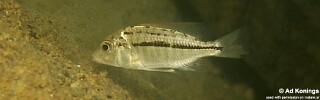 Protomelas pleurotaenia 'Harbour Island'.jpg