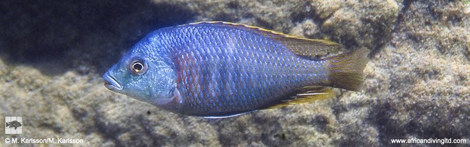 Protomelas similis 'Ngkuyo Island'
