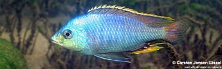 Protomelas similis 'Chiofu'.jpg