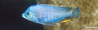 Protomelas similis 'Likoma Island'.jpg