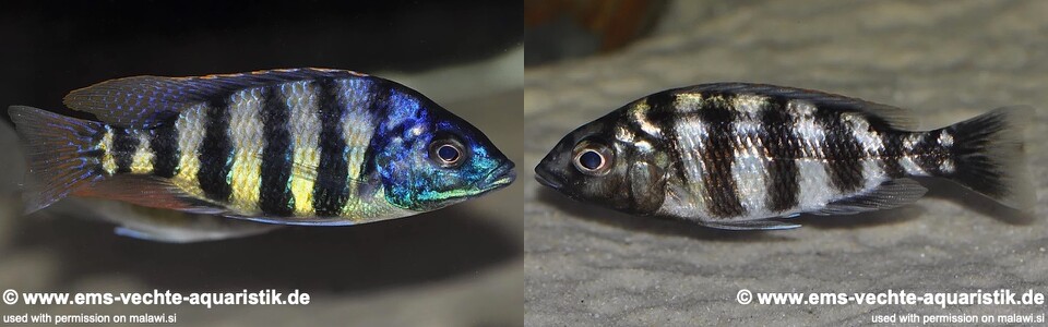 Protomelas sp. 'johnstoni solo' Makonde