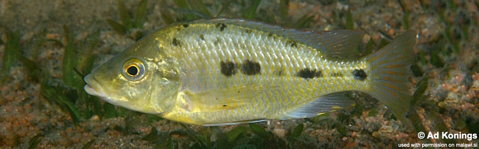 Protomelas sp. 'oxyrhynchus mix' Mumbo Island